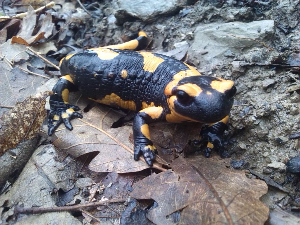 Salamandra pezzata dell''alta val Trebbia